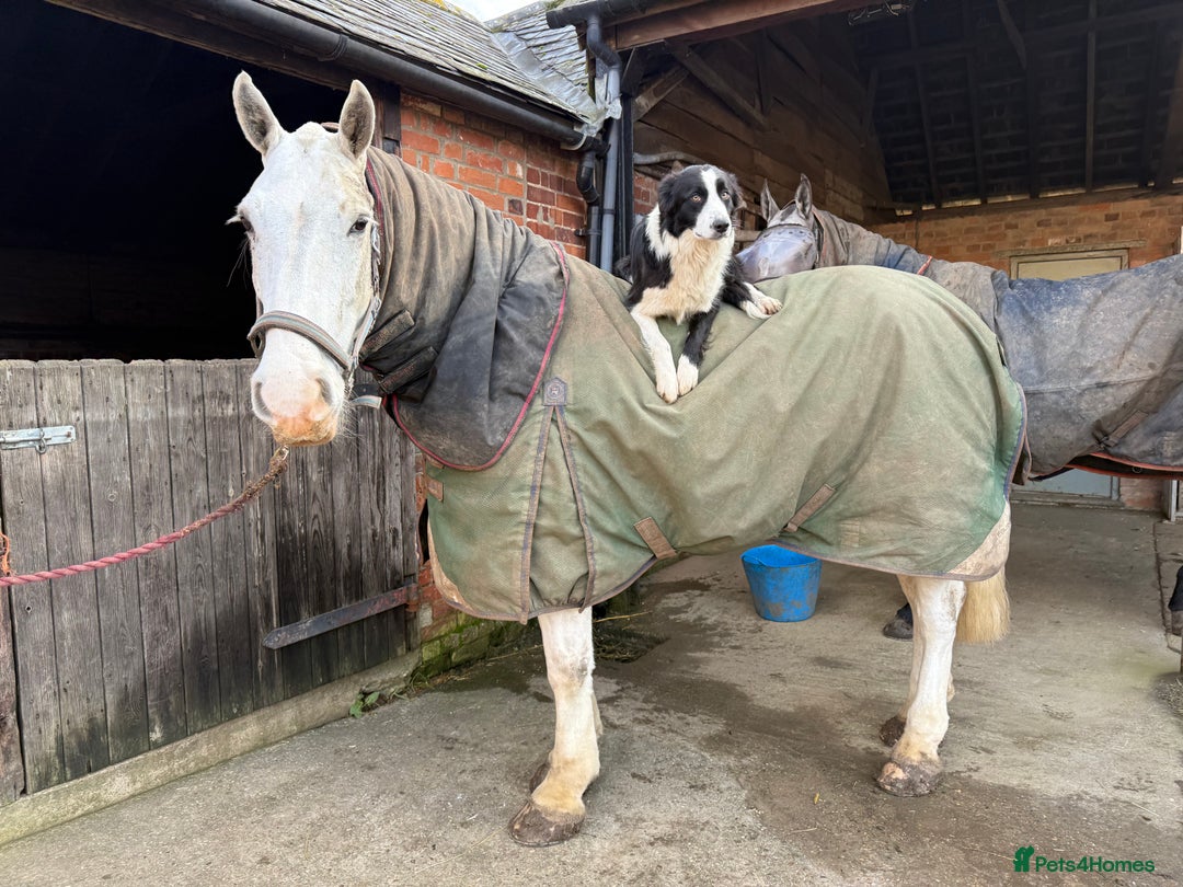 Border Collie dogs for sale: Beautiful KC rough coated border collie puppies  - Advert 10