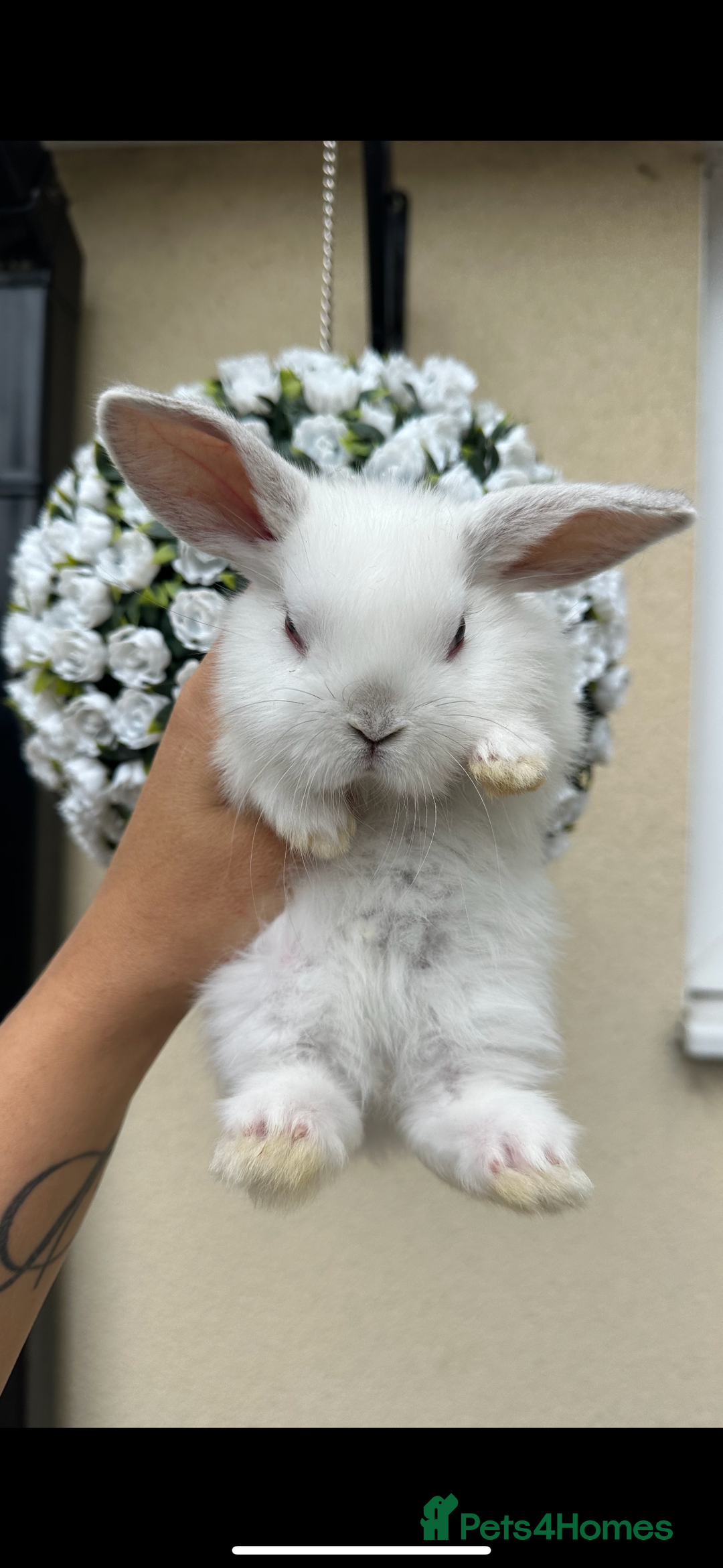 Mini Lop rabbits for sale: Cutest Baby Mini Lop Bunny’s  - Image 4