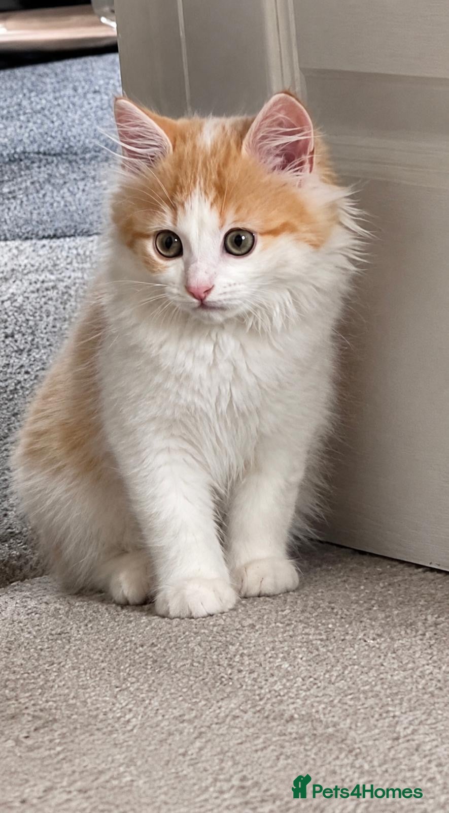Mixed Breed cats Ginger & White Kitten Ready for New Home - Advert 1
