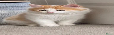 Kitten1