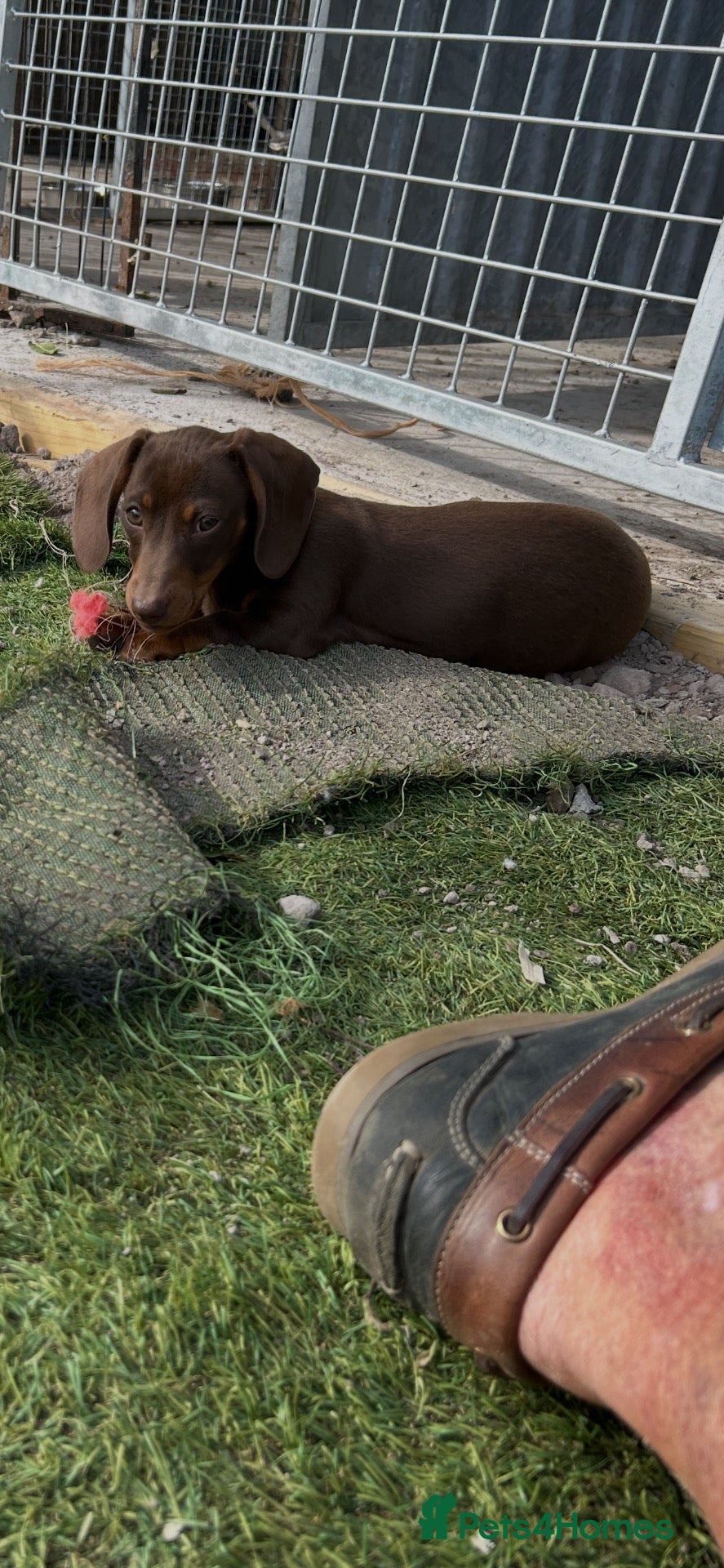 Miniature Dachshund dogs Mini dachshund puppies  - Advert 1