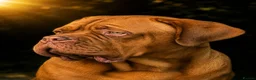 Dogue De Bordeaux dogs for sale: Exceptional KC registered Chunky Puppies  - Advert 10