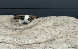 Mixed Breed dogs for sale: Skyla  - Image 9