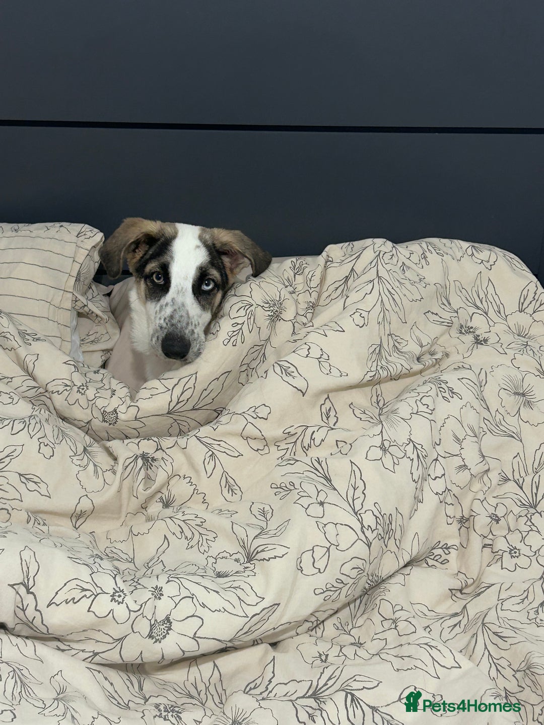 Mixed Breed dogs for sale: Skyla  - Image 9