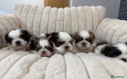 Shih Tzu dogs for sale: Exquisite Imperial Shih Tzu Puppies  - Image 4