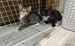Bengal cats for sale: Tabby kittens  - Image 8