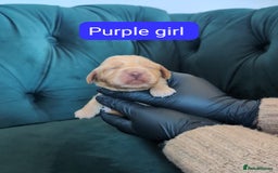 Cocker Spaniel dogs for sale: 🐾Pedigree Show cocker spaniel puppies🐾 - Image 6