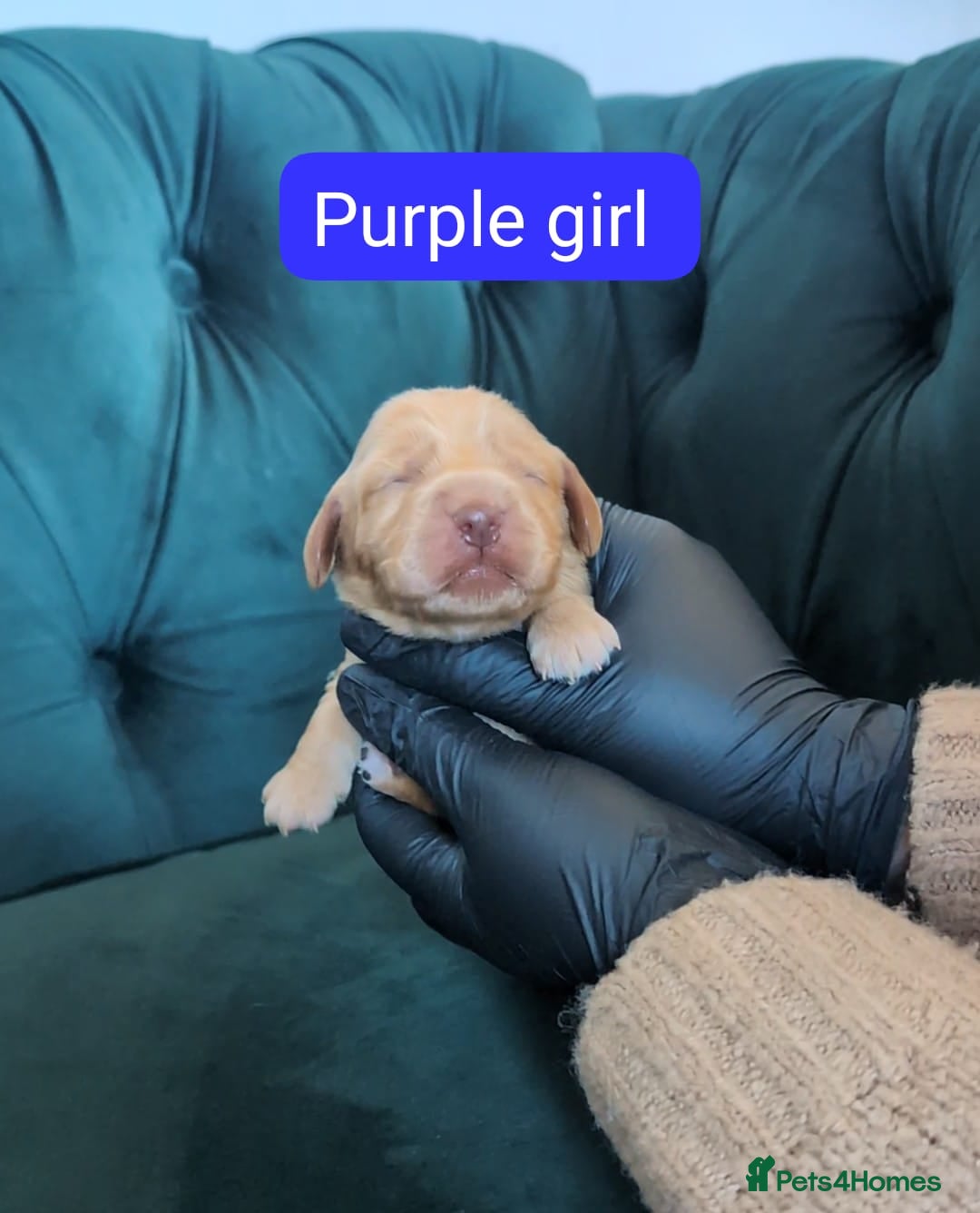 Cocker Spaniel dogs for sale: 🐾Pedigree Show cocker spaniel puppies🐾 - Image 6