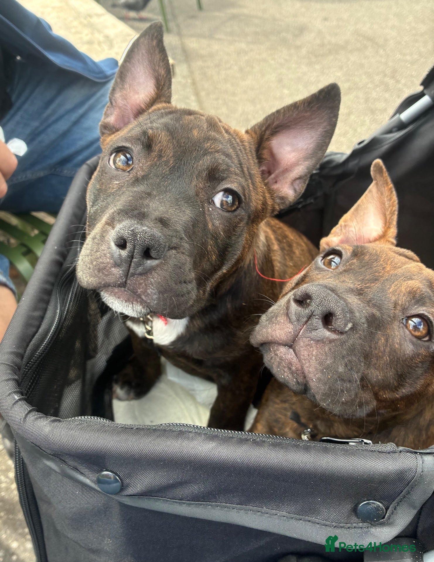 Mixed Breed dogs MIxed Frenchie Staffy shar Pei  - Advert 4