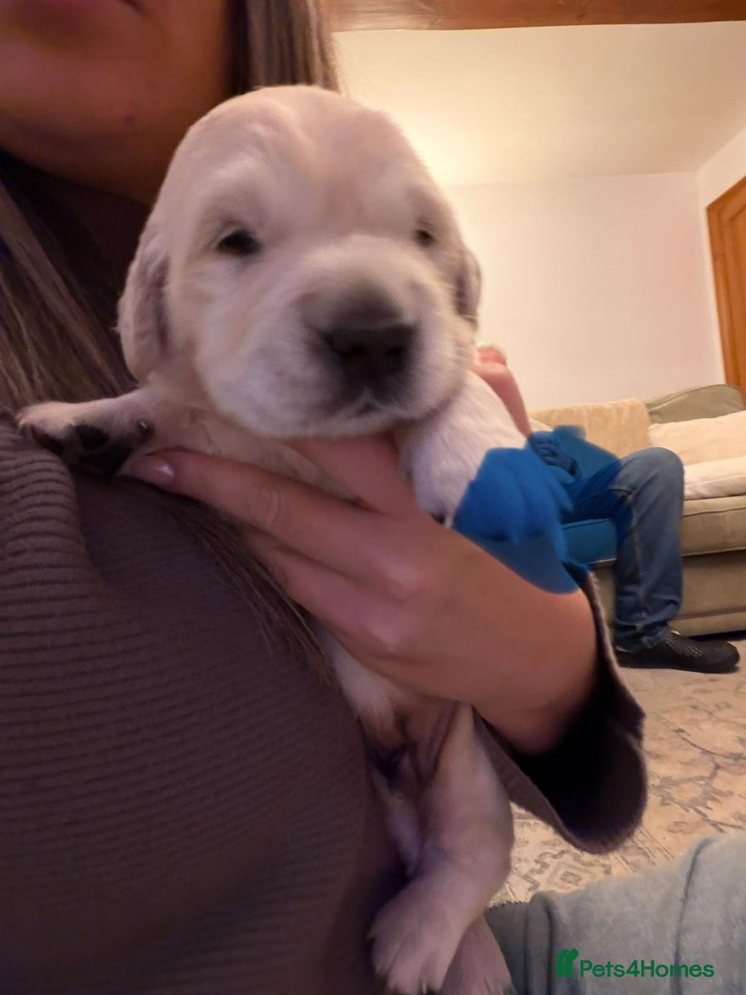 Golden Retriever dogs for sale: KC Reg Golden Retriever Pups - CHAMPION Bloodlines - Image 15