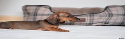 Miniature Dachshund dogs for sale: 🌟Gorgeous Miniature Dachshunds🌟 - Advert 38