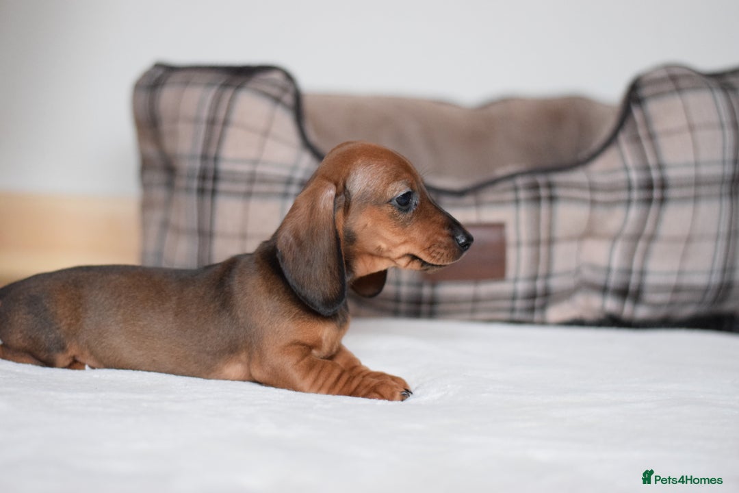 Miniature Dachshund dogs for sale: 🌟Gorgeous Miniature Dachshunds🌟 - Advert 38
