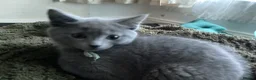 Ragdoll cats for sale: British short hair & ragdoll x - Advert 13