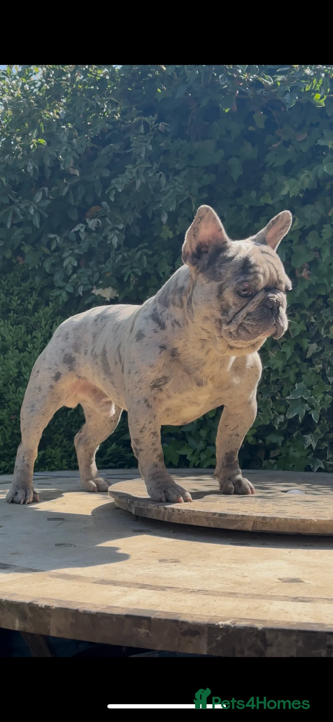 French Bulldog dogs for stud: HIGHEST QUALITY AVAILABLE  in London - Advert 3