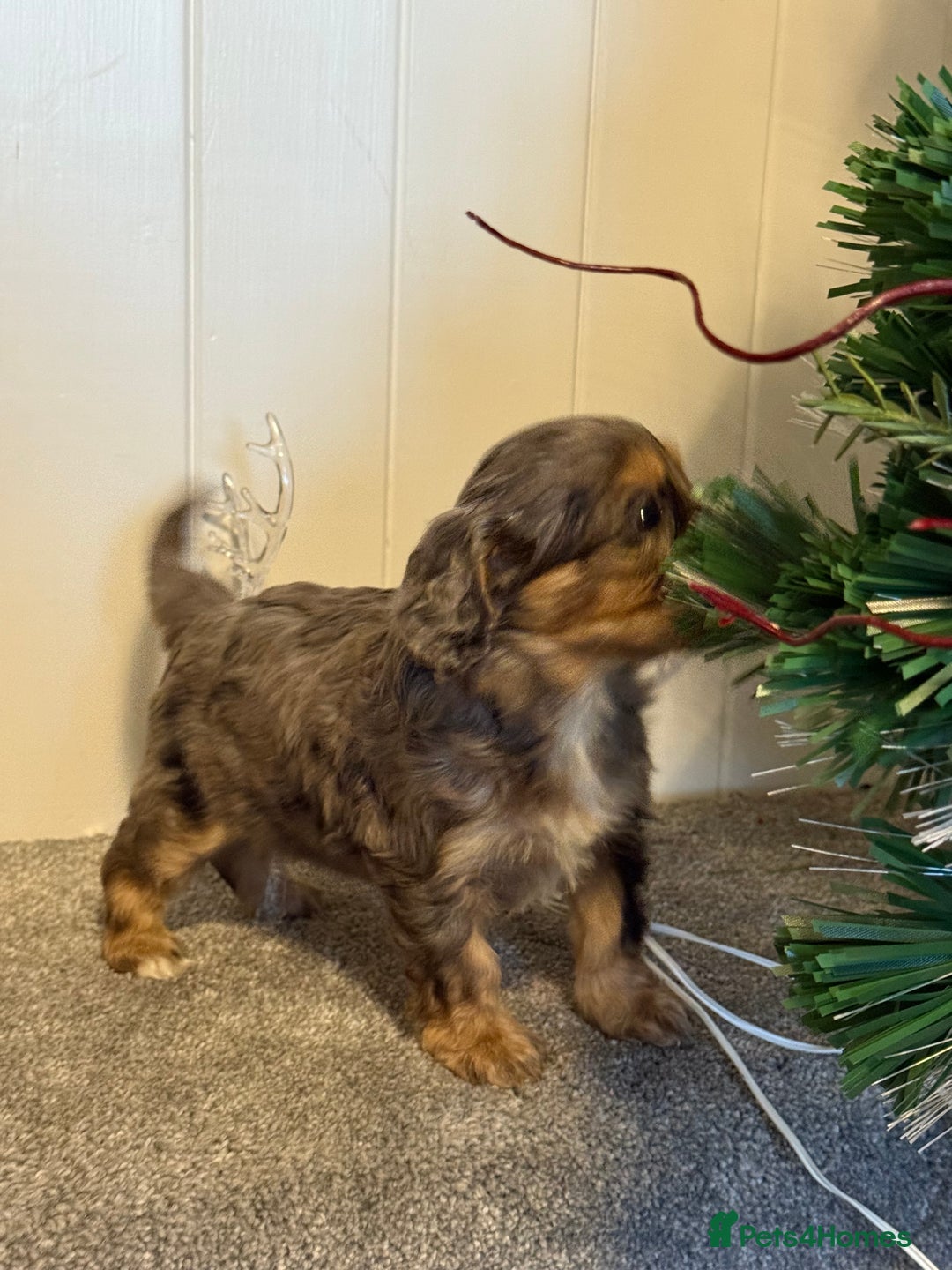 Cavapoo dogs for sale: Lavender  and rose gold merle cavapoos   - Advert 5