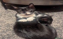 Mixed Breed cats for sale: Two Adorable Kittens – Ready for New Homes - Image 12