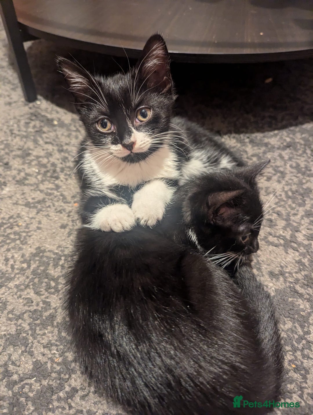 Mixed Breed cats for sale: Two Adorable Kittens – Ready for New Homes - Image 12