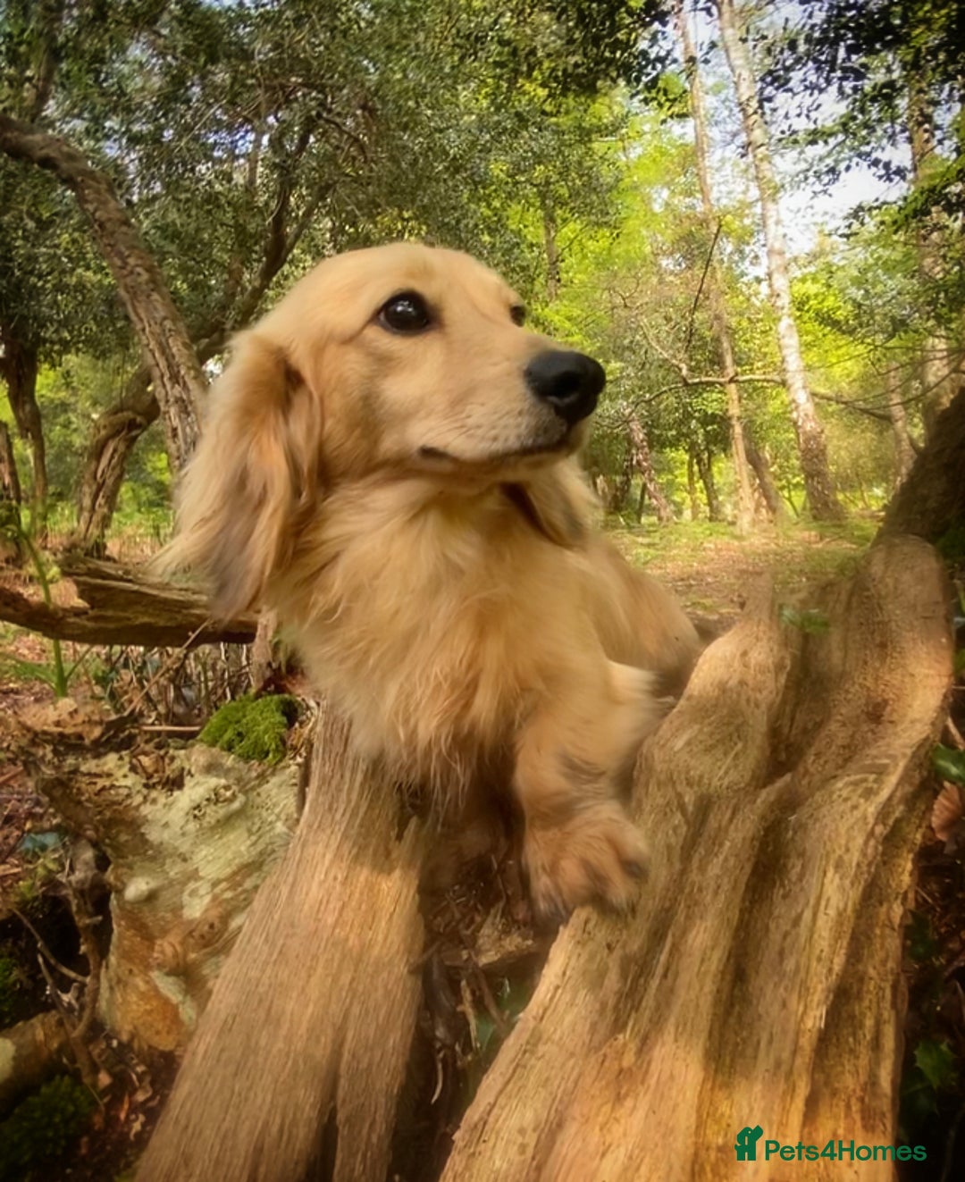 Miniature Dachshund dogs for stud: KC Reg• Cream Longhaired Stud• Fully Health Tested - Image 9