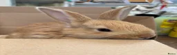 Continental Giant rabbits for sale: Female Continental Giants  - Advert 2