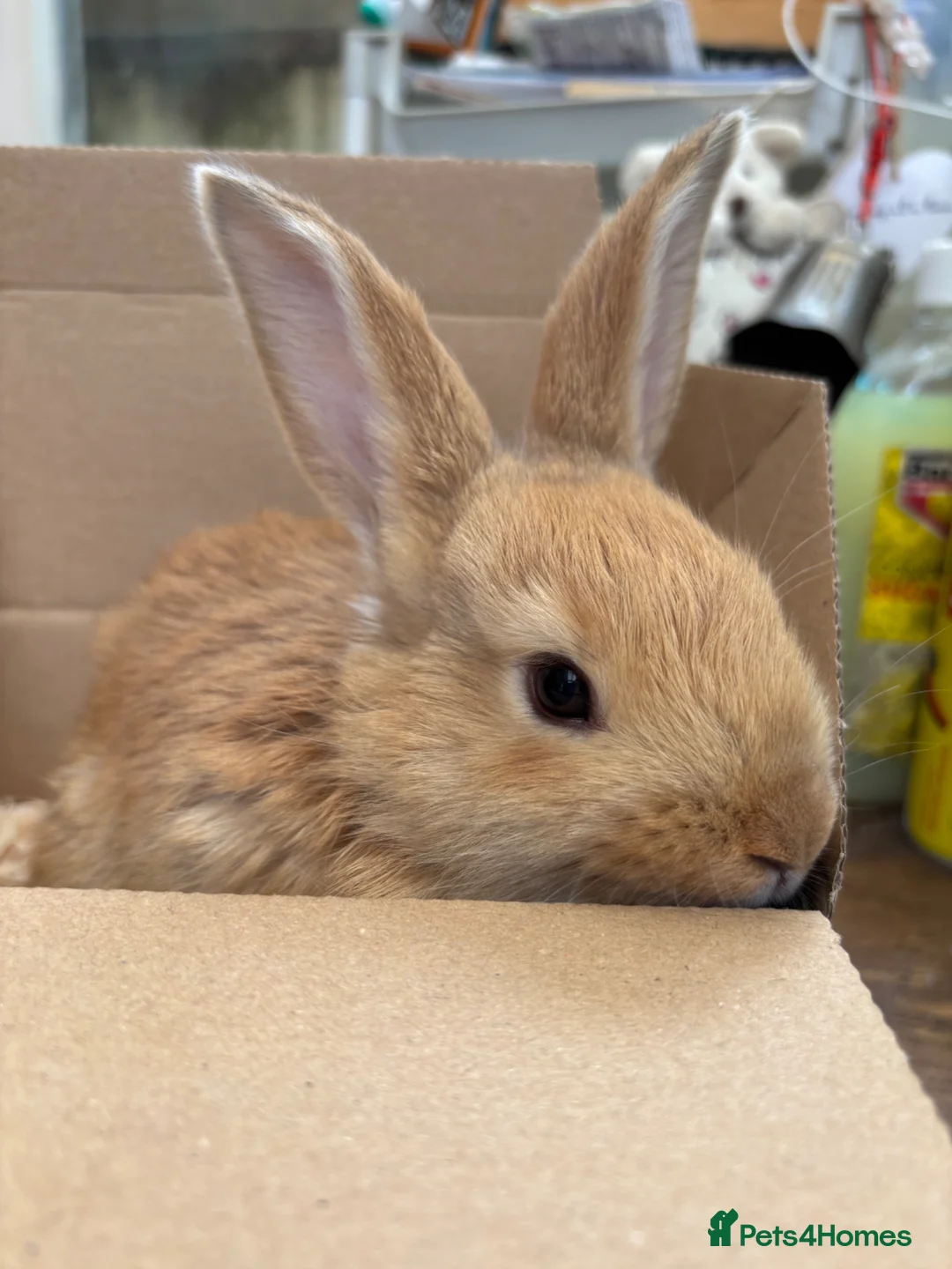 Continental Giant rabbits for sale: Female Continental Giants  - Advert 2