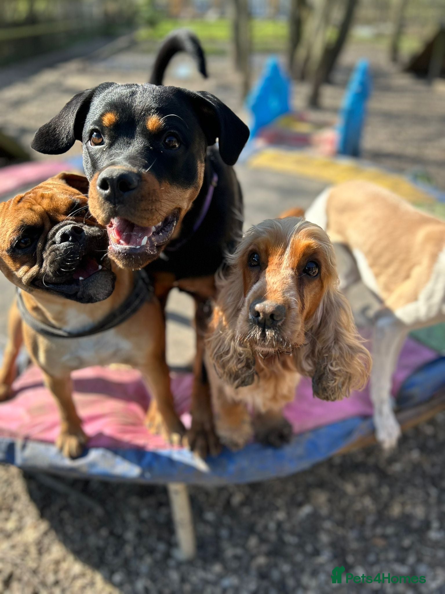 Rottweiler dogs Beautiful 8 month old Rottweiler  - Advert 2