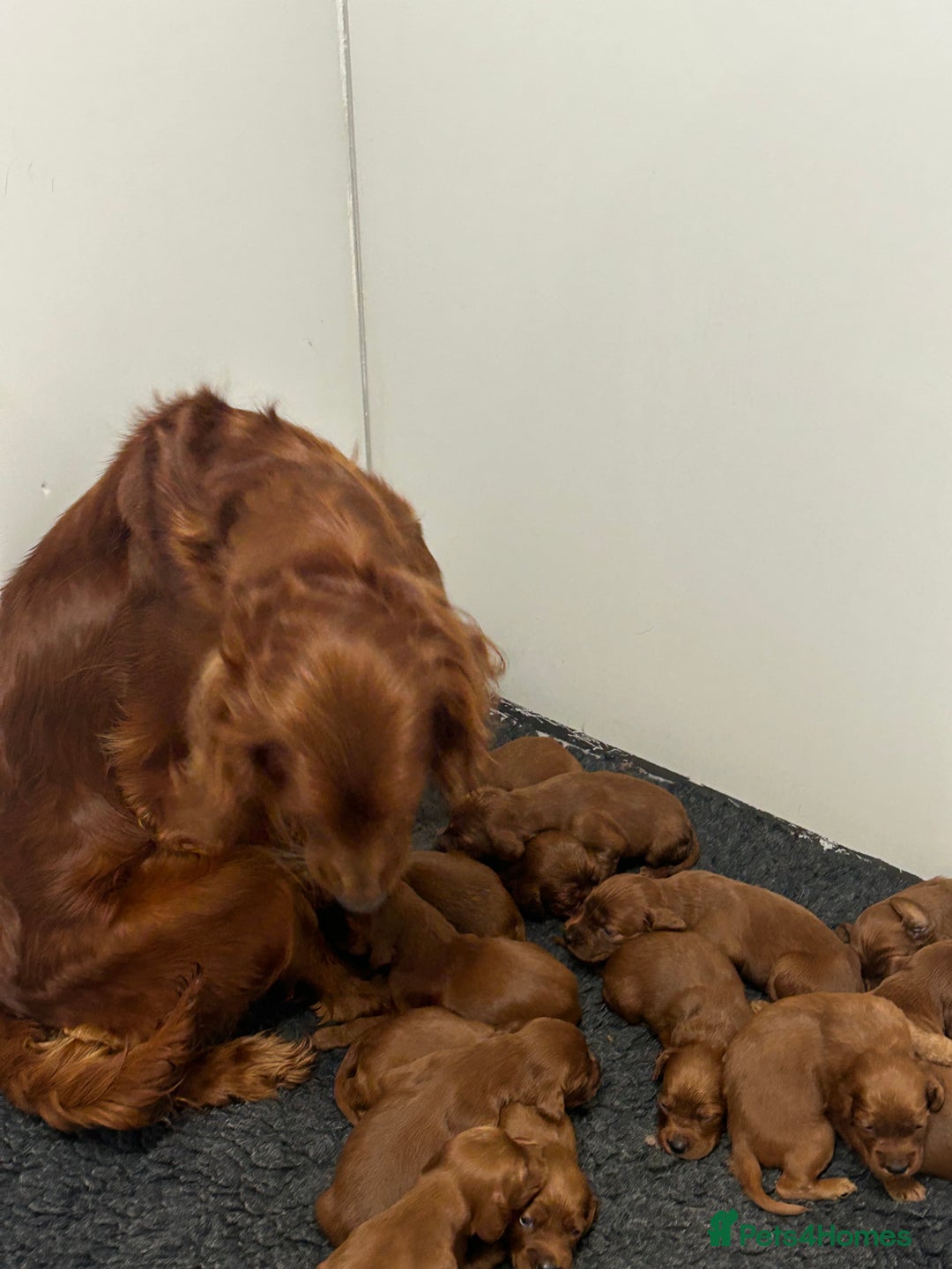 Irish Setter dogs for sale: Waiting list open on this stunning litter  - Advert 2