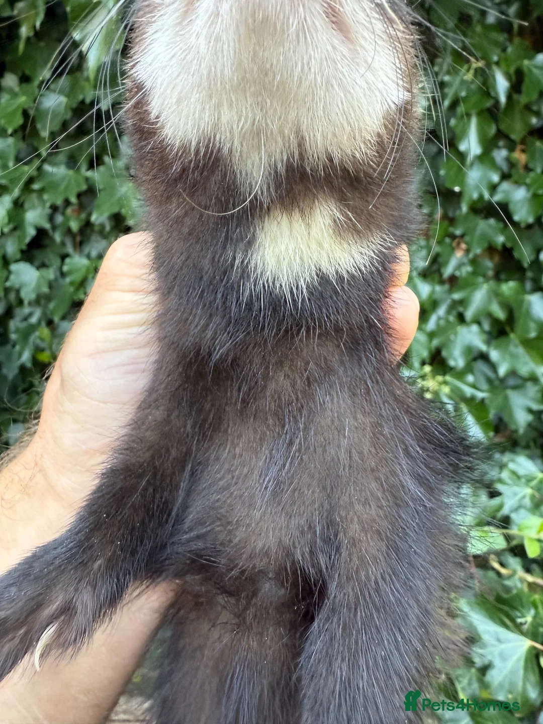 Ferret rodents for sale: Angora & black solids, unrelated  - Advert 10