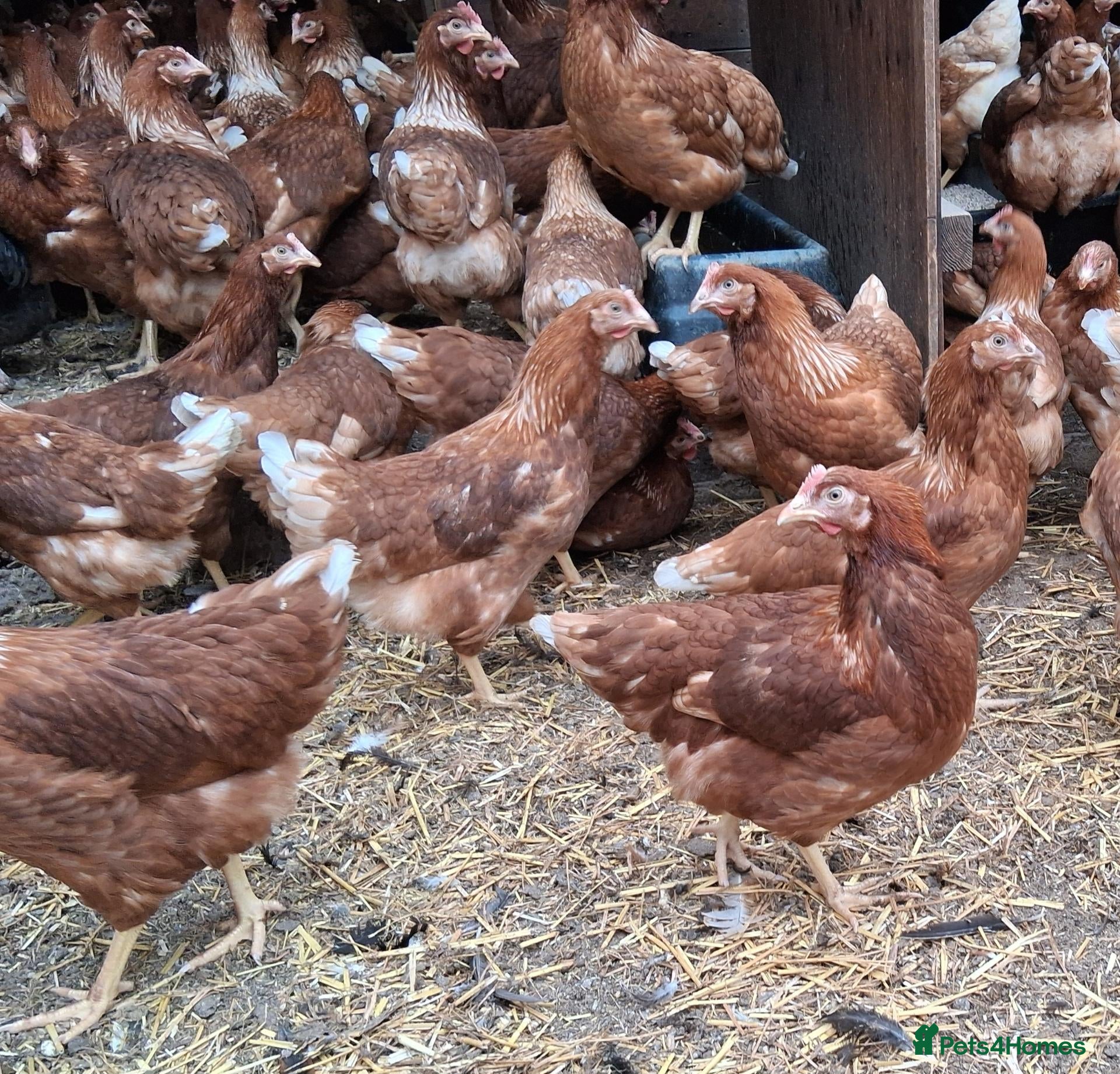 Chickens poultry Warren brown hybrid pullets  - Advert 1