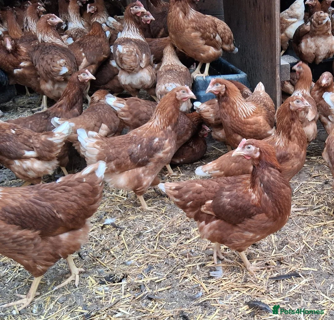 Chickens poultry for sale: Warren brown hybrid pullets  - Advert 1