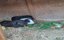 Guinea Pig rodents for sale: Baby Guinea Pigs For Sale - Image 2