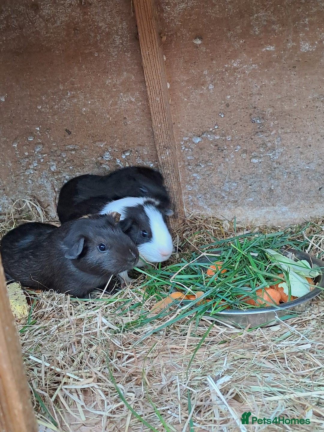 Guinea Pig rodents for sale: Baby Guinea Pigs For Sale - Image 2