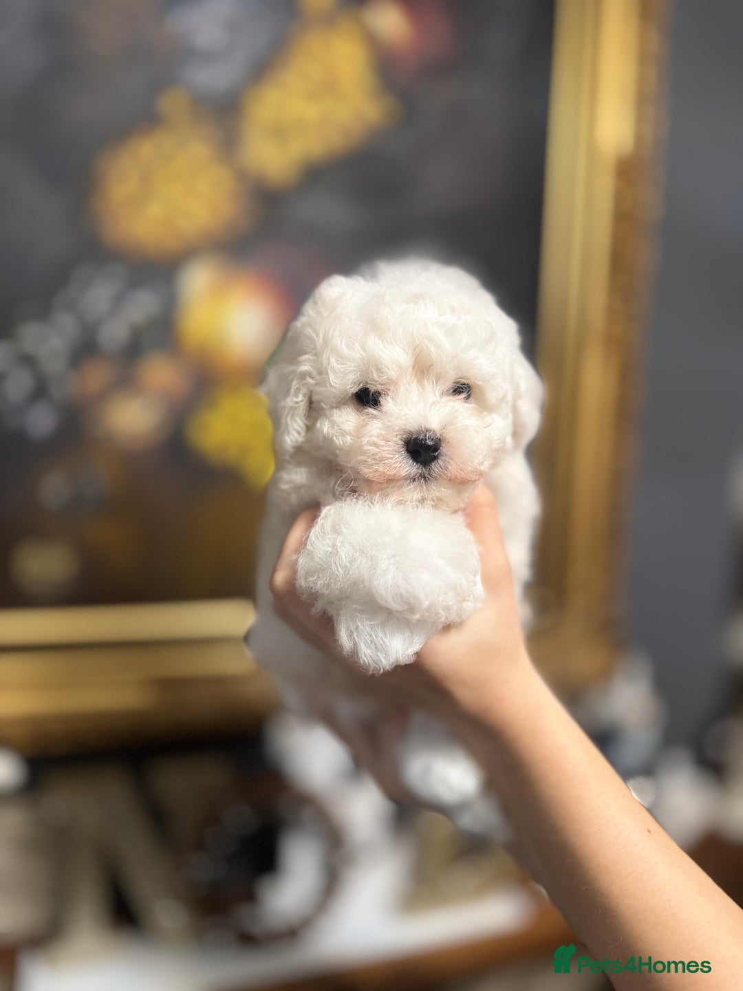 Bichon Frise dogs for sale: champion blood line bichon frise  - Advert 10