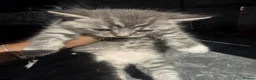 British Shorthair cats for sale: 4 beautiful tabby bsh kittens  in Birmingham - Advert 18