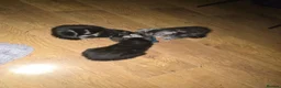 Mixed Breed cats for sale: Kittens in Wolverhampton - Advert 8