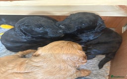 Australian Labradoodle dogs for sale: Reduced-Multigen Aussie Labradoodles curly/nonshed - Image 18