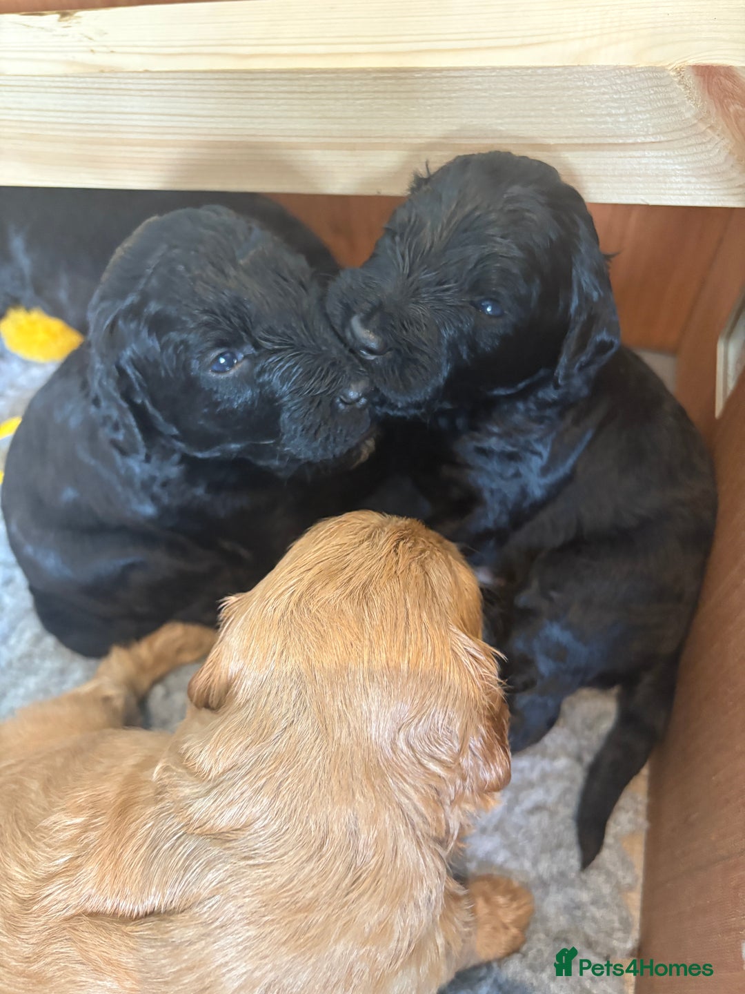 Australian Labradoodle dogs for sale: Reduced-Multigen Aussie Labradoodles curly/nonshed - Image 18