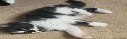 Mixed Breed cats for sale: Kittens ready to leave £50 in Rochester - Advert 4