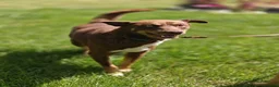 Mixed Breed dogs for adoption: 💙🐶 KAI & ❤️GERDA- BONDED AND SIMPLY PERFECT in Retford - Advert 19