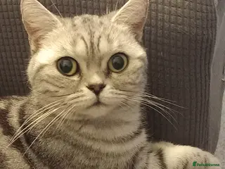 British Shorthair cats British Shorthair silver tabby - Advert 7