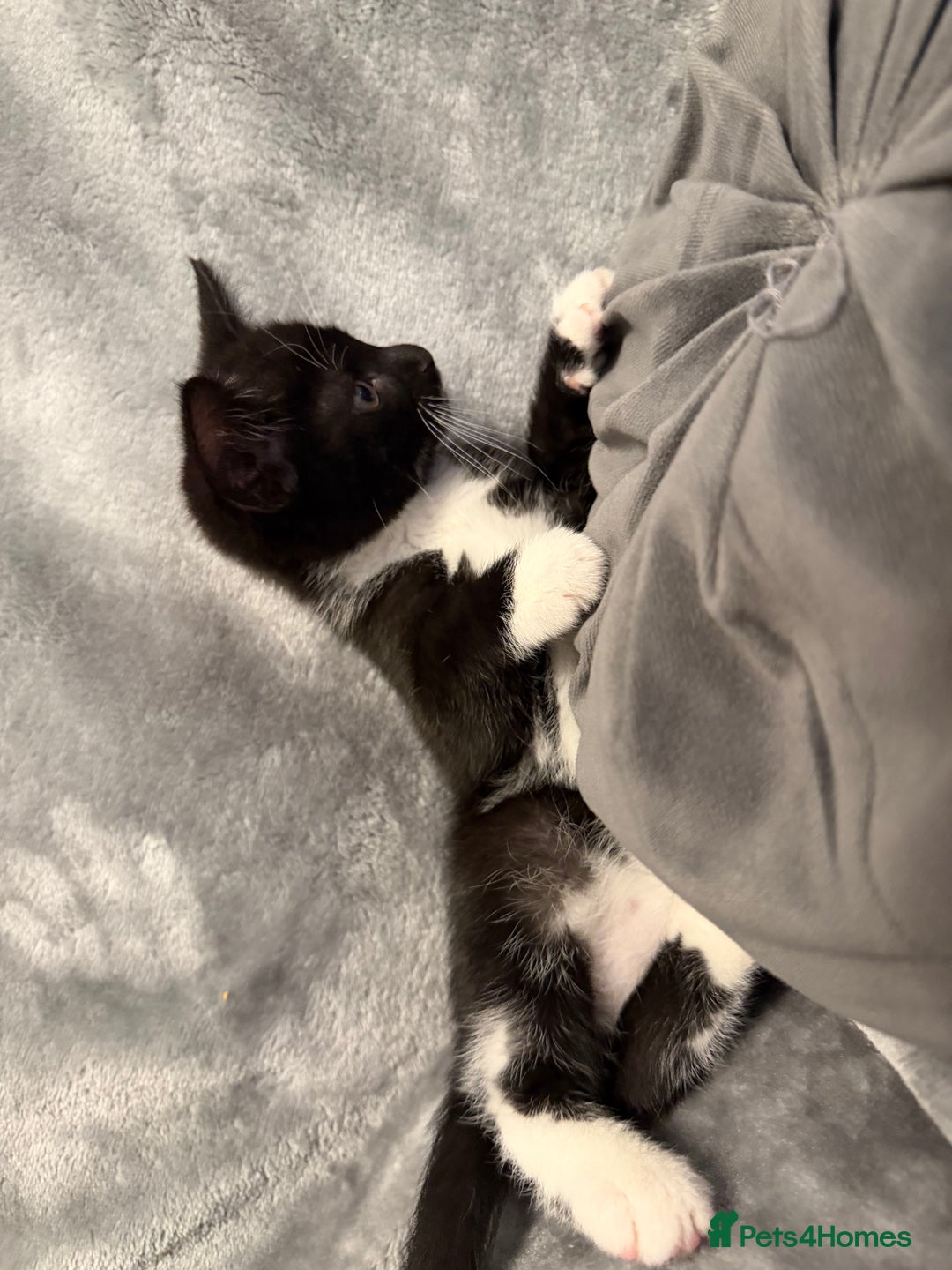 Mixed Breed cats for sale: 5 kittens for sale - Advert 9