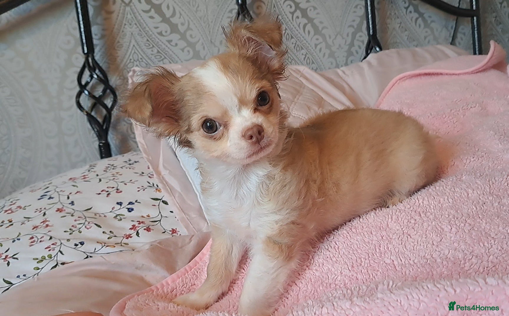 haired chihuahua mix chiweenie rescue near me