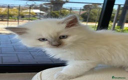 Ragdoll cats for sale: Calm & Lovin Rag dolls super sweet - Image 2