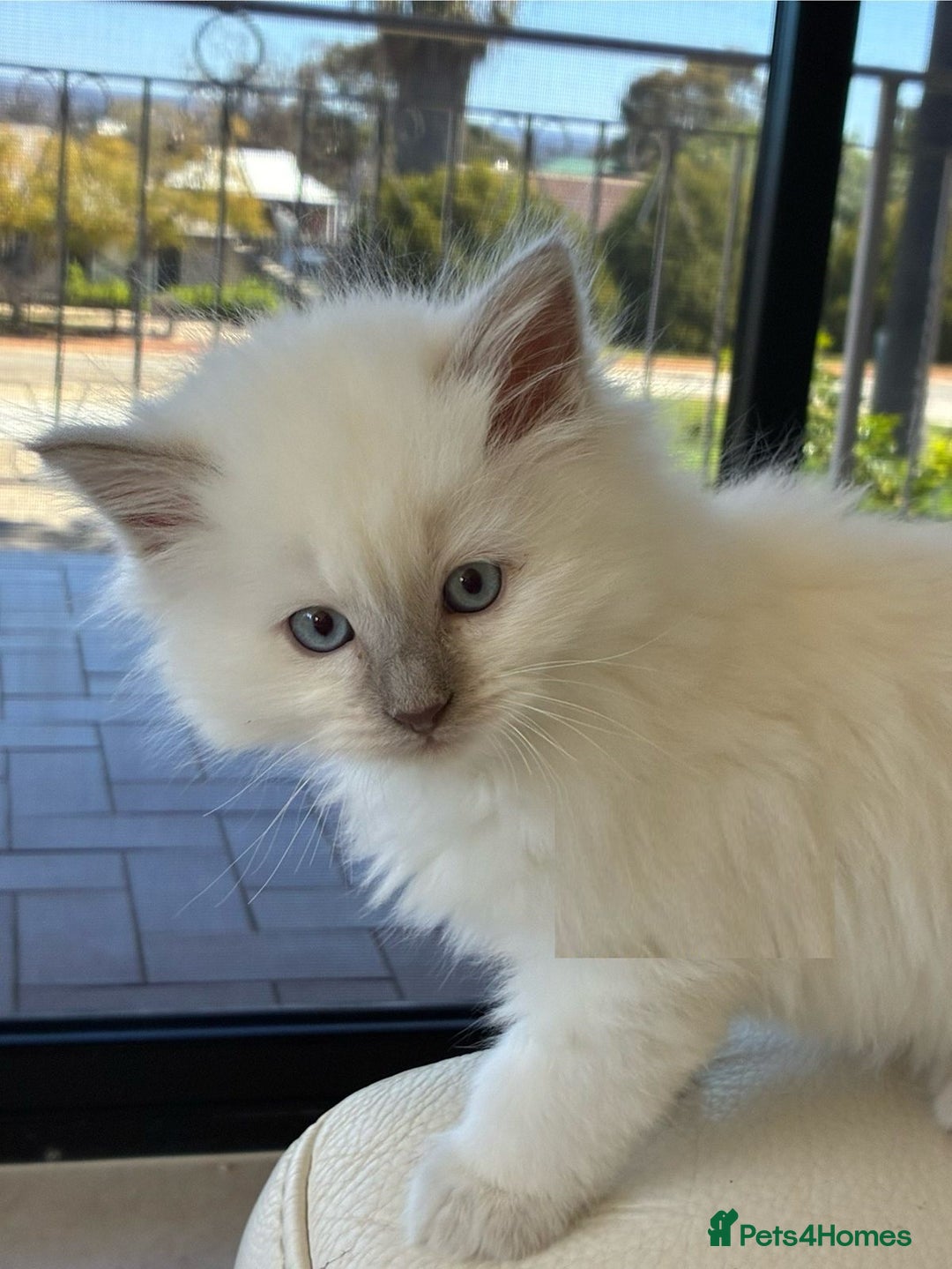 Ragdoll cats for sale: Calm & Lovin Rag dolls super sweet - Image 2