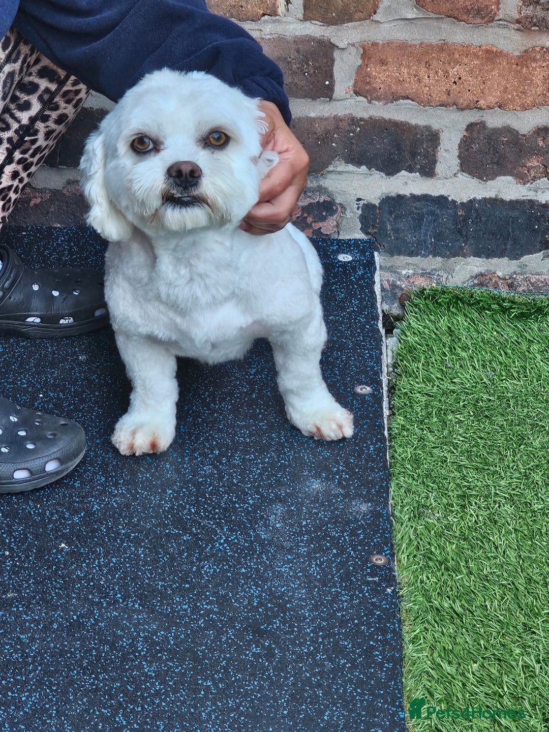 Bichon Frise dogs for sale: Gucci bichon frise - Image 8