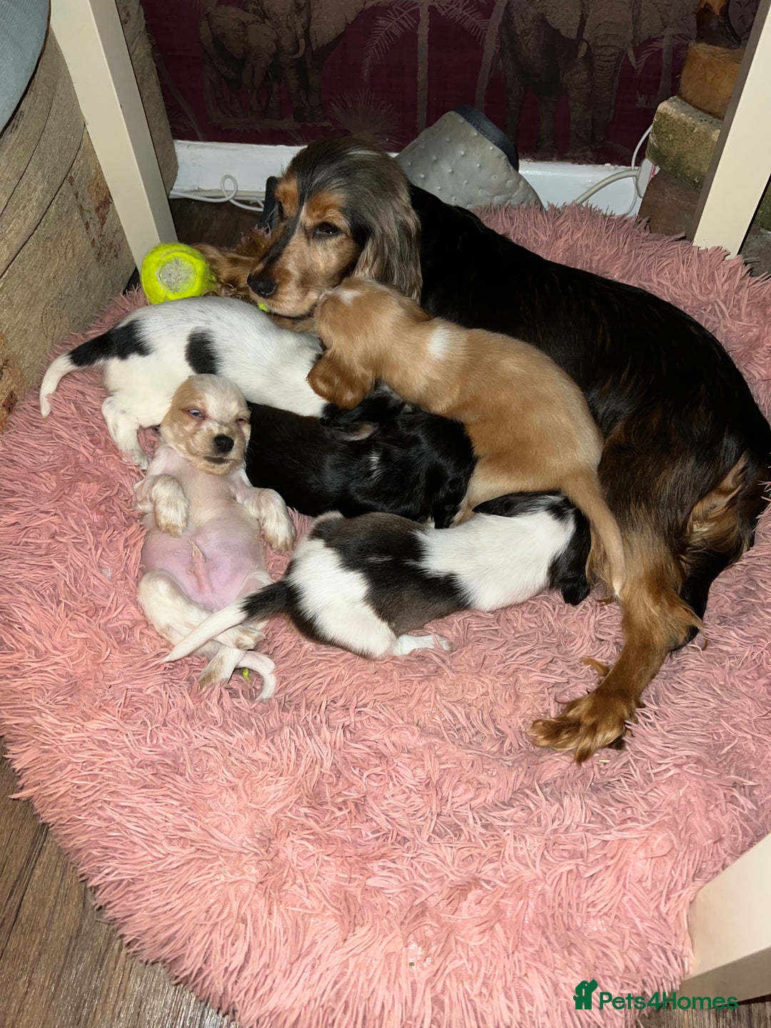 Cocker Spaniel dogs for sale: Show type cocker spaniel puppies - Advert 7