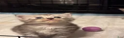 Ragcoon cats for sale: 🐾 Adorable RAGCOON Kittens ! 🐾 - Advert 19