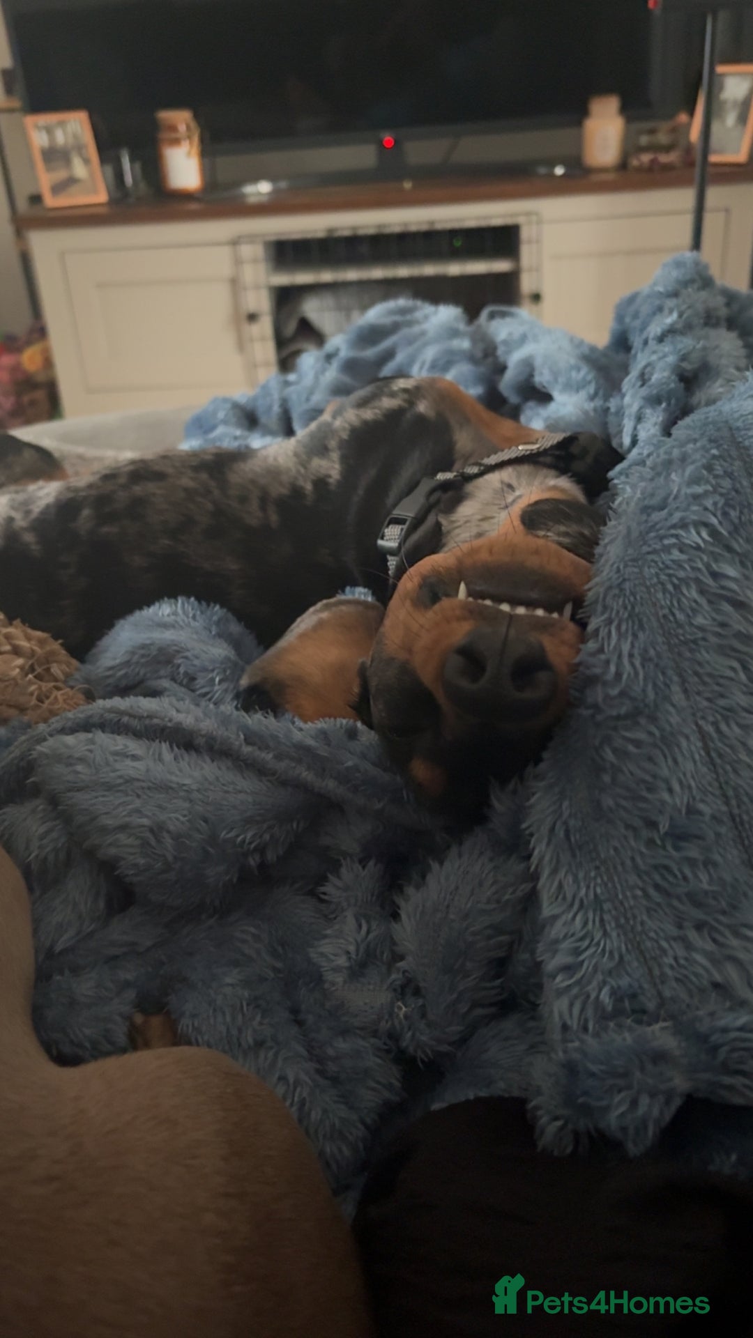 Miniature Dachshund dogs for sale: 1 year 1 month miniature dachshund male dapple - Image 4