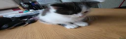 British Longhair cats for sale: Black and white kitten in Stockport - Advert 4