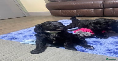 Cockapoo dogs - Advert 9