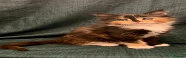 Maine Coon Kitten 3